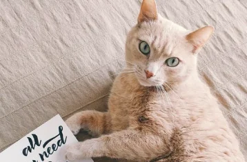 Che bravi postini i gatti